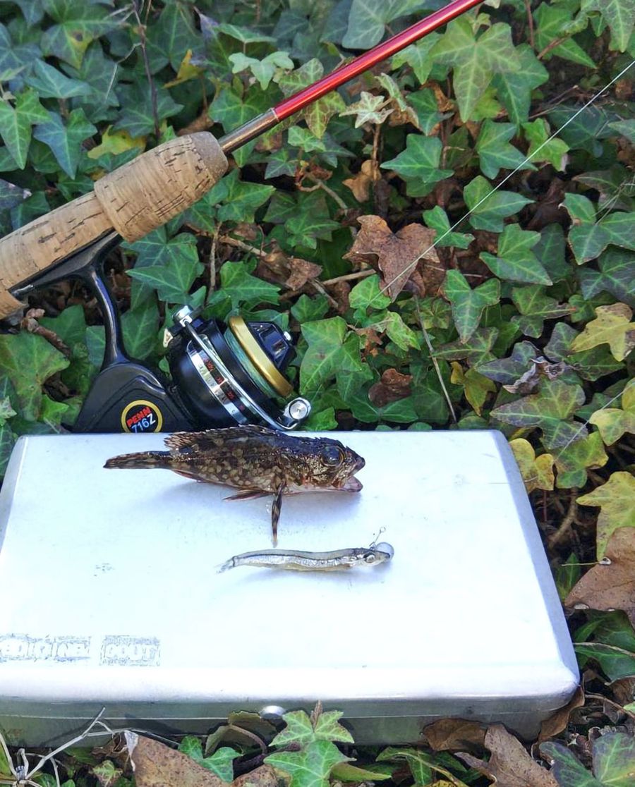 年始の釣りはガシラから。こちらは最小記録…
