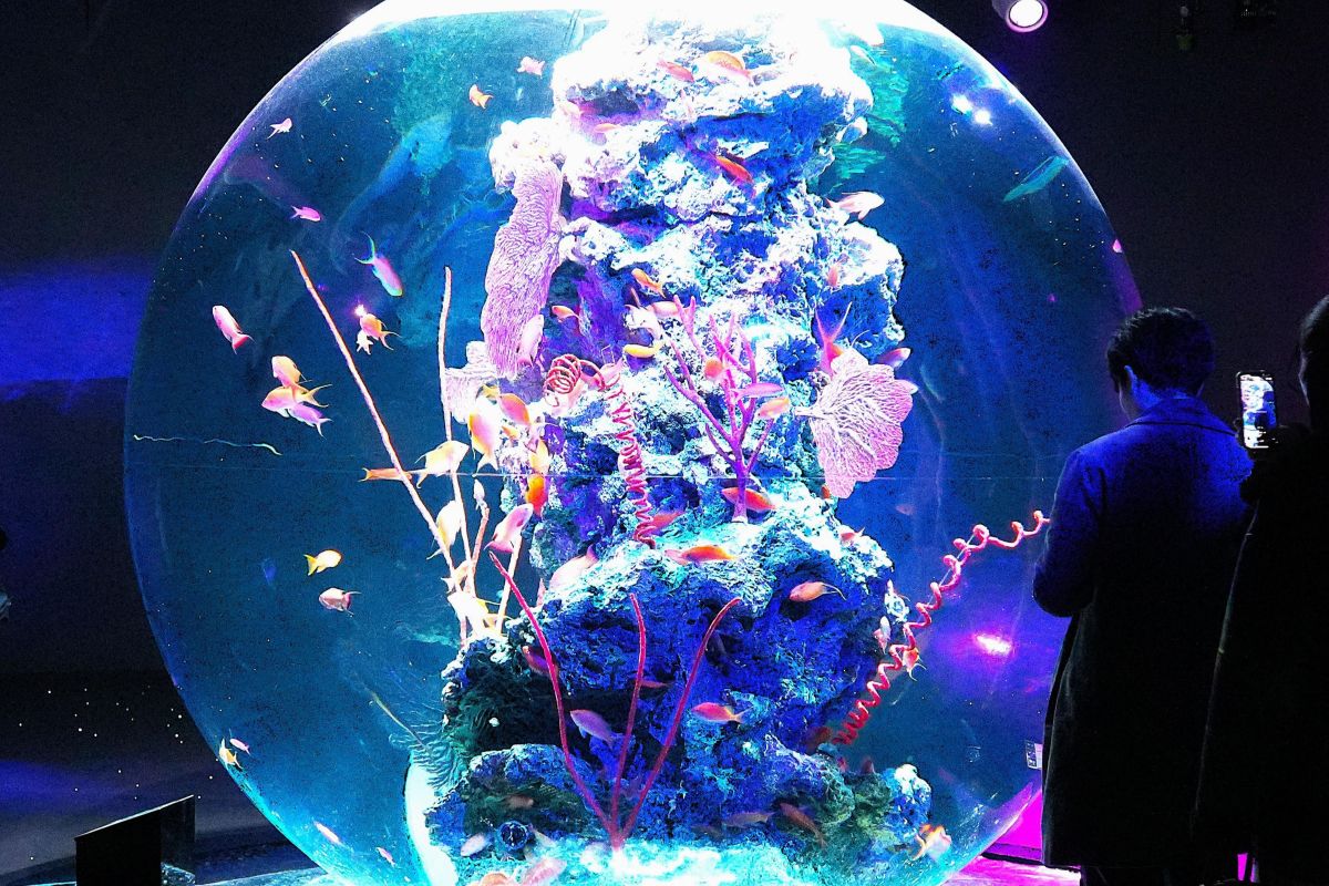 球体水槽】水族館と芸術がとけ合う | 高知新聞 球体水槽】水族館と芸術がとけ合う | 高知新聞