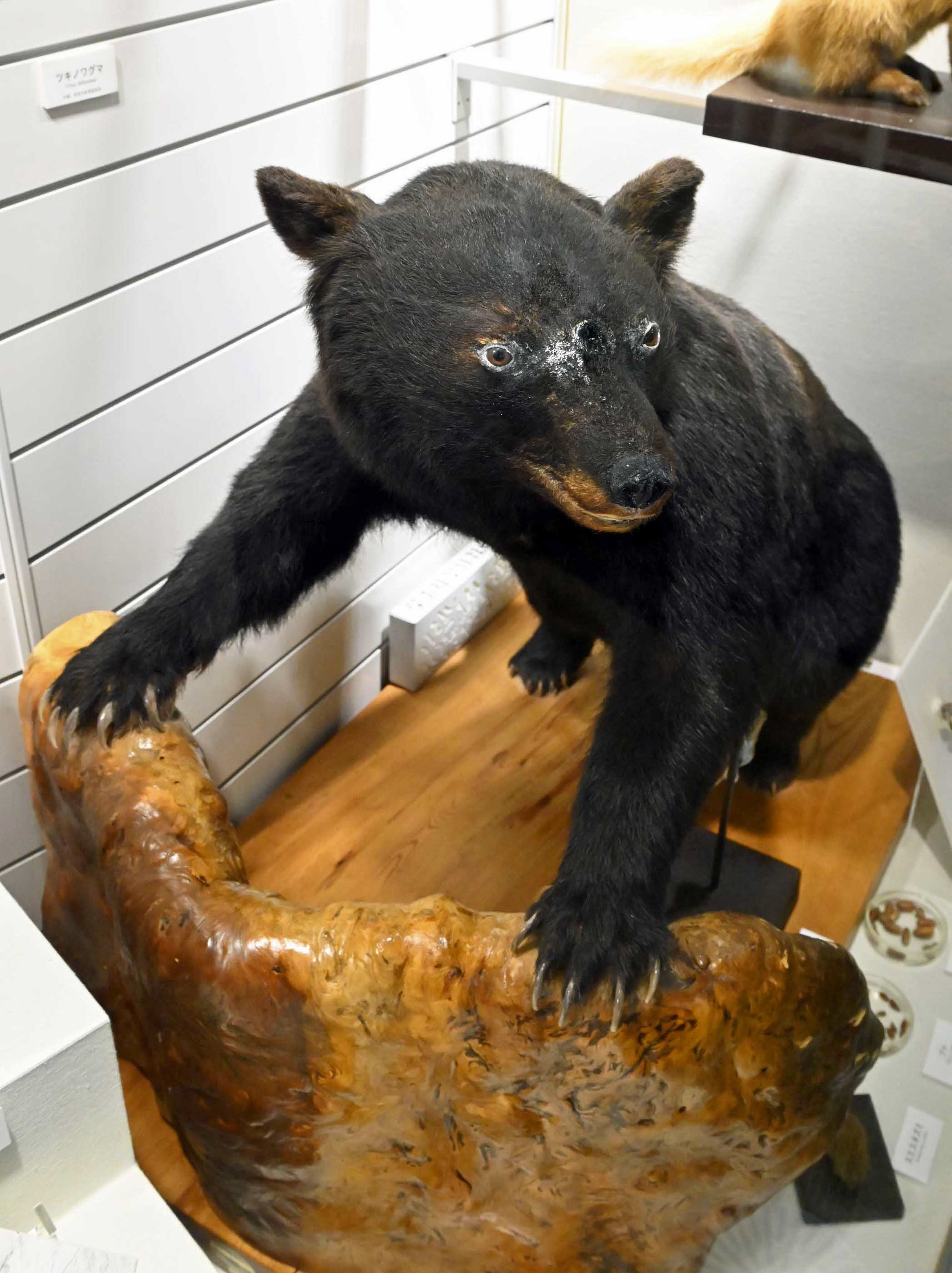 クマは四国で「まぼろしの動物」！？ 一時期捕殺が進み、今は26頭に