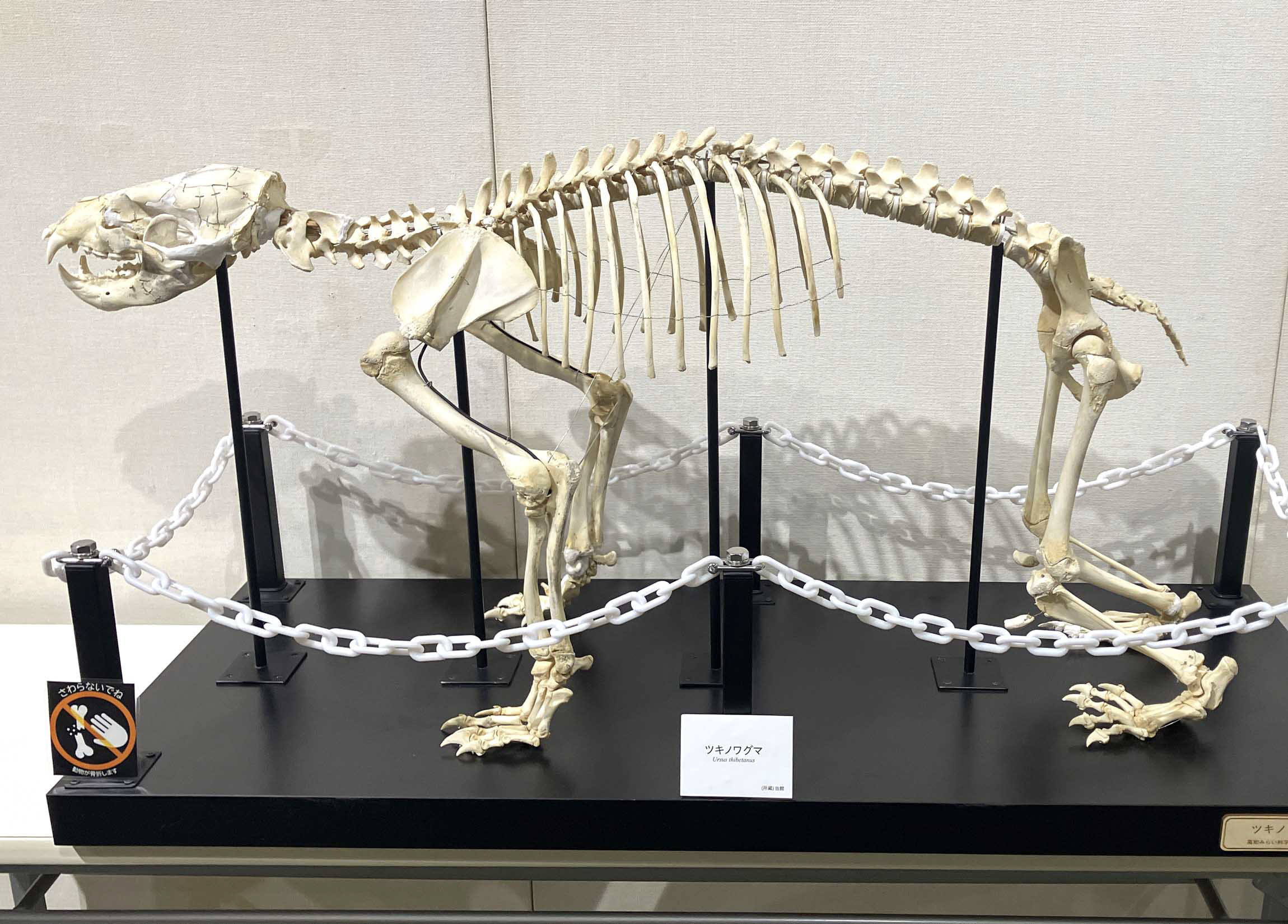 クマは四国で「まぼろしの動物」！？ 一時期捕殺が進み、今は26頭に
