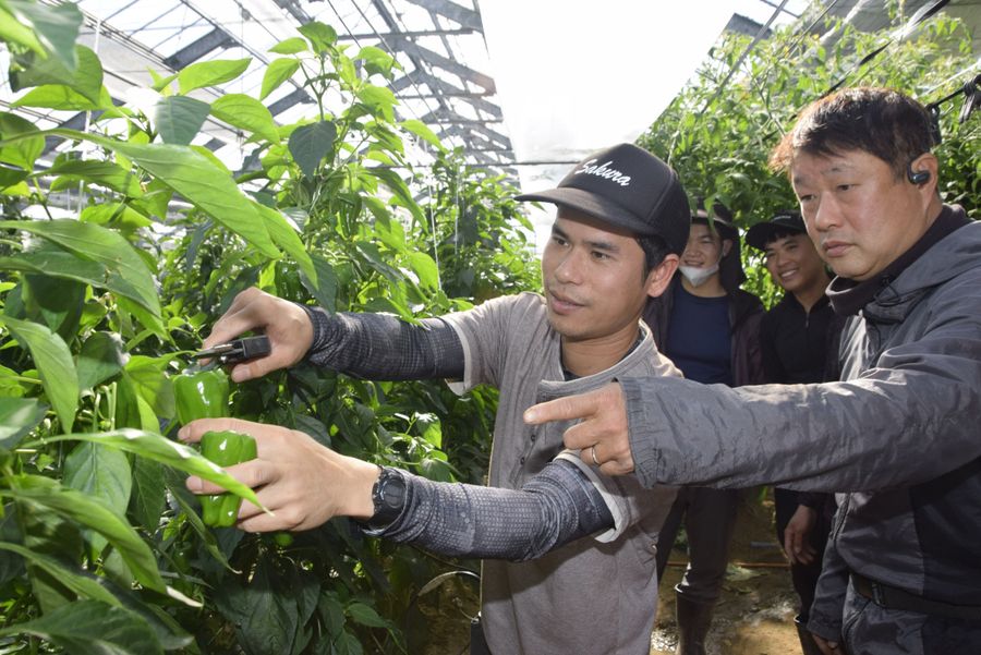 農作業に汗するベトナム人労働者ら（芸西村和食甲）