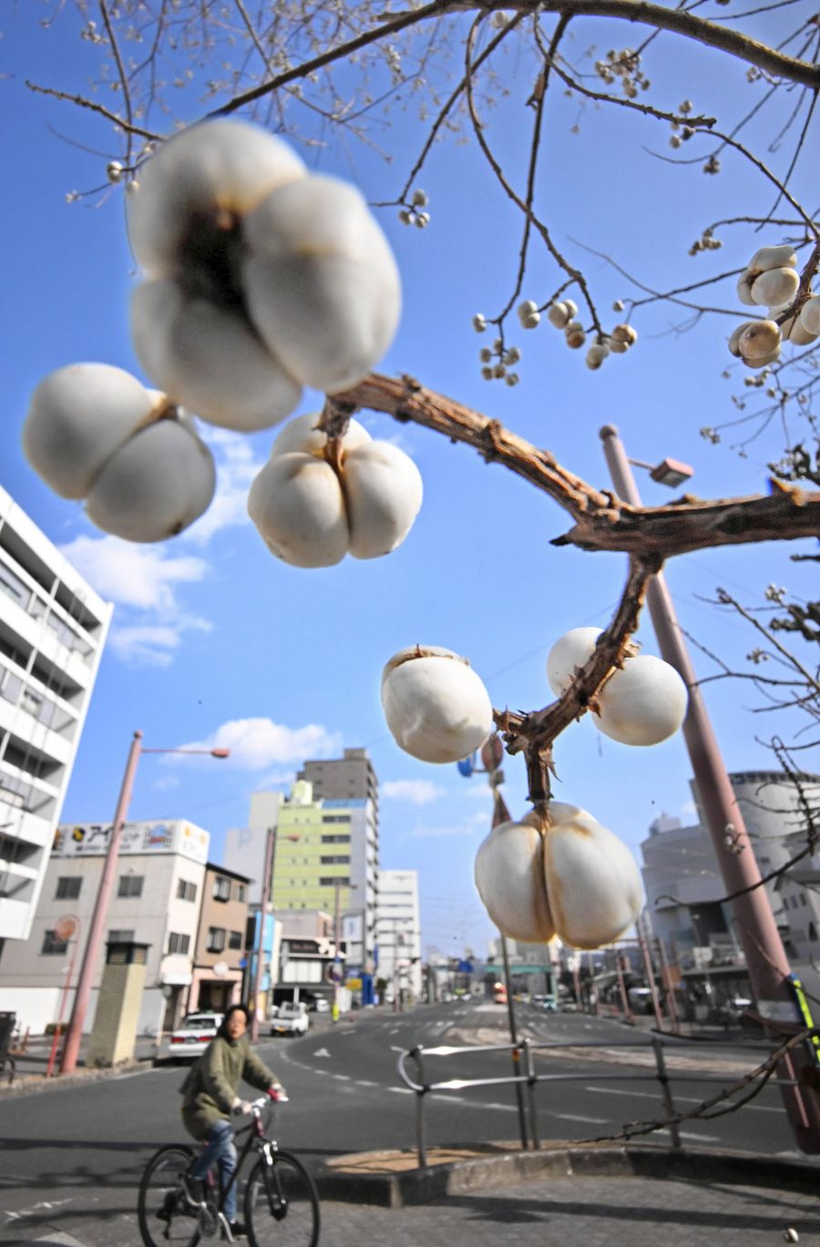 ポップコーンのような実を付けたナンキンハゼ（高知市はりまや町１丁目）