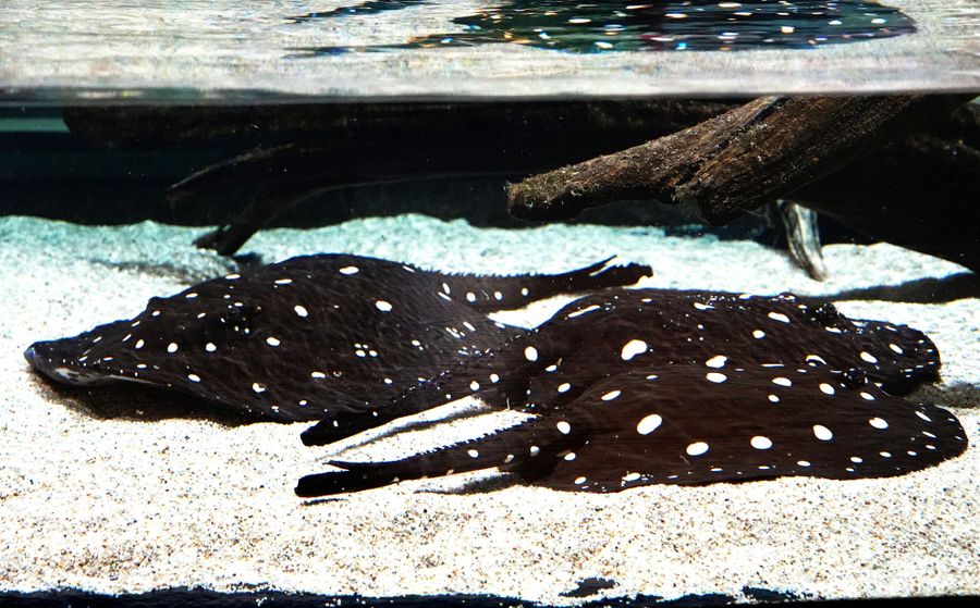 ポルカドットスティングレイ。水槽を横から見たところ=神戸市の水族館、アトア