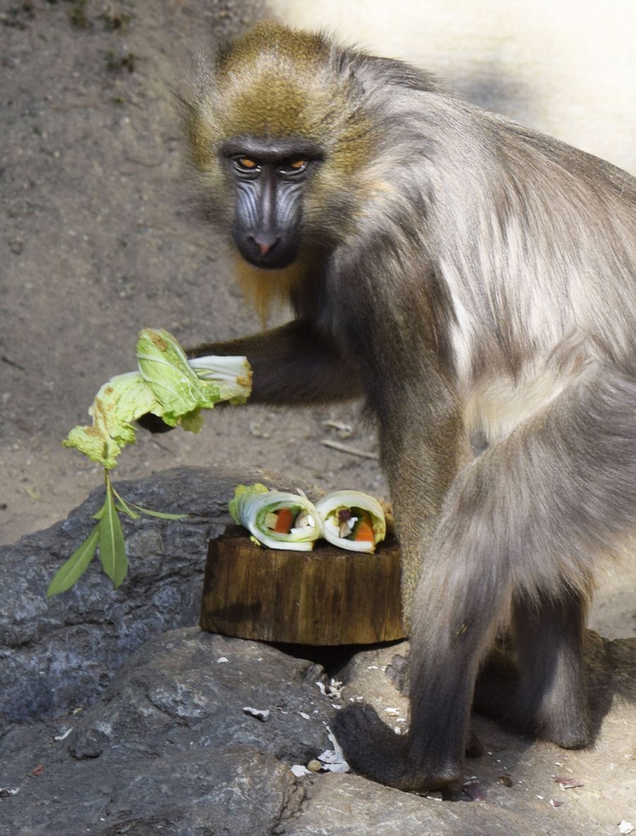 白菜でゆで卵やキュウリなどを巻いた恵方巻きを手に興味津々のマンドリル