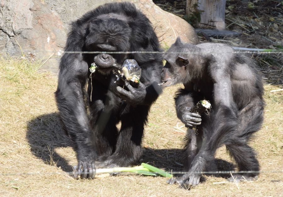 チンパンジーには風邪予防の長ネギもプレゼント