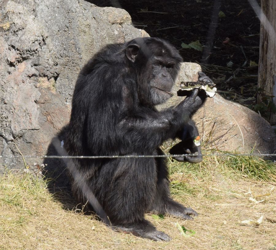 恵方巻きを頬張るチンパンジー