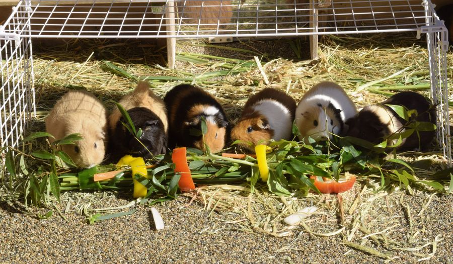 モルモットには、ササや青草をパプリカで巻いたカラフルな恵方巻きをプレゼント