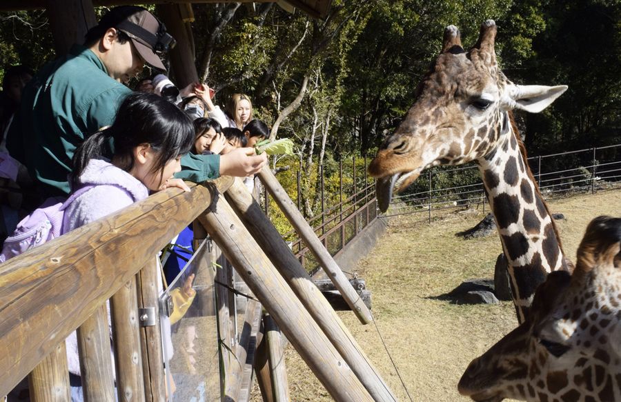 白菜で巻いた恵方巻きに舌を伸ばすアミメキリン（写真はいずれも香南市野市町大谷の県立のいち動物公園）