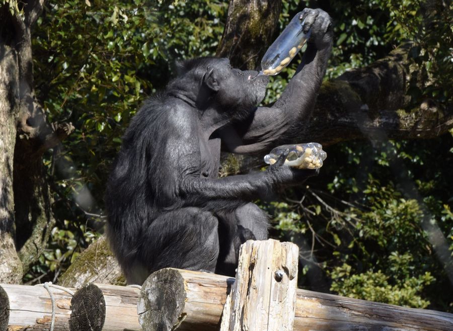 落花生を豪快にラッパ飲みするチンパンジー