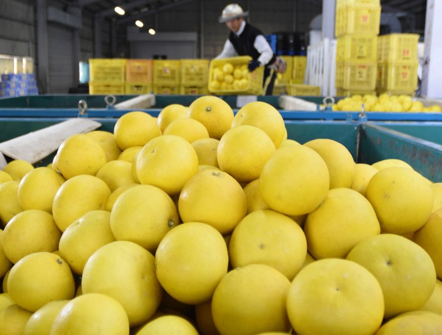運び込まれ選果を待つブンタン（宿毛市宿毛のＪＡ高知県宿毛みかん選果場）