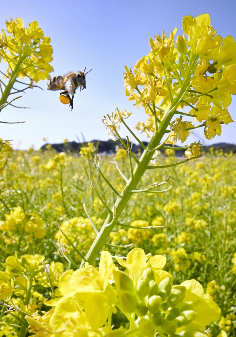春の訪れを告げる菜の花。ミツバチの羽音が響いた（南国市十市）