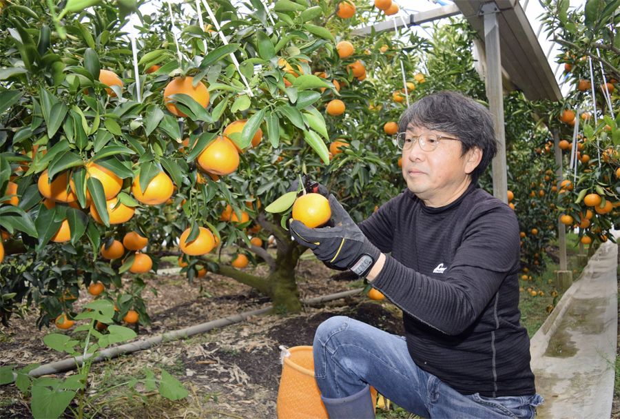 ずっしりと実った果汁たっぷりの「せとか」。ハウスで収穫が進む（香南市香我美町上分）