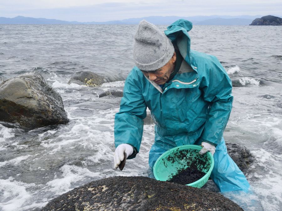 「口開け」を迎え、メノリを収穫する住民(大月町柏島)