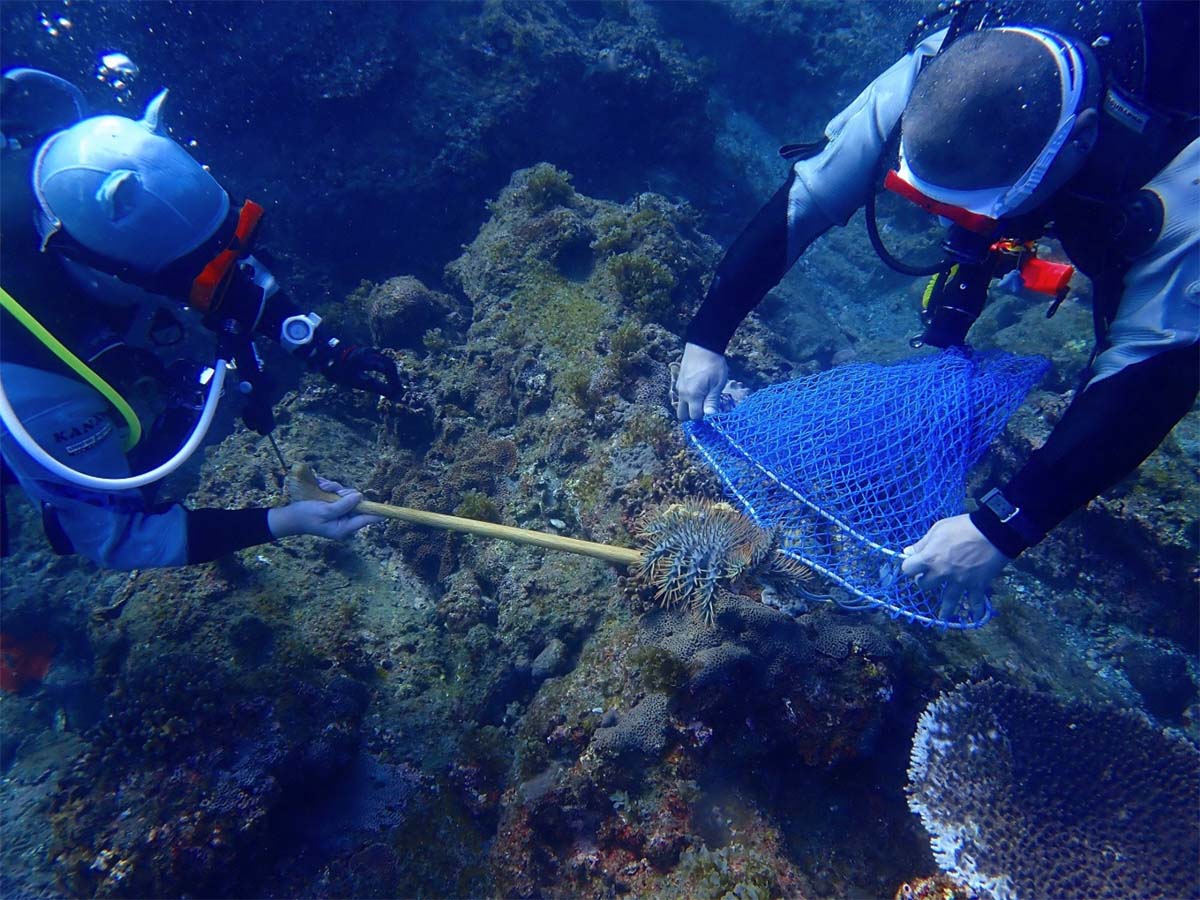 サンゴの海守りたい 地元有志、オニヒトデ駆除に汗 「地域に人を呼ぶ