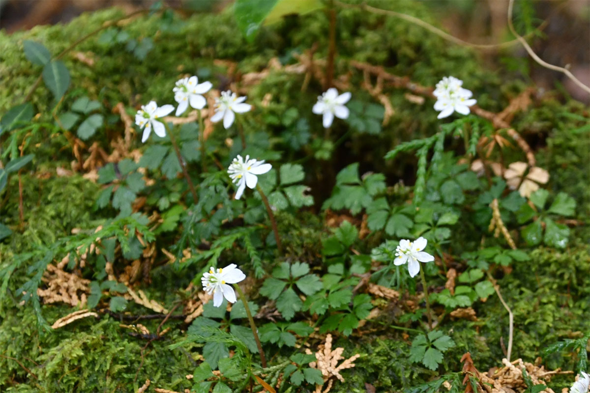 白い妖精 春告げる バイカオウレン開花 高知県佐川町西山地区 | 高知新聞