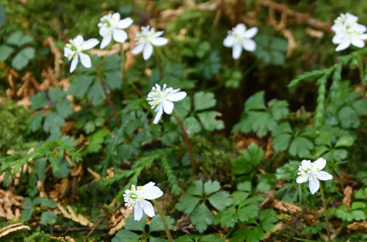 白い妖精 春告げる バイカオウレン開花 高知県佐川町西山地区 | 高知新聞