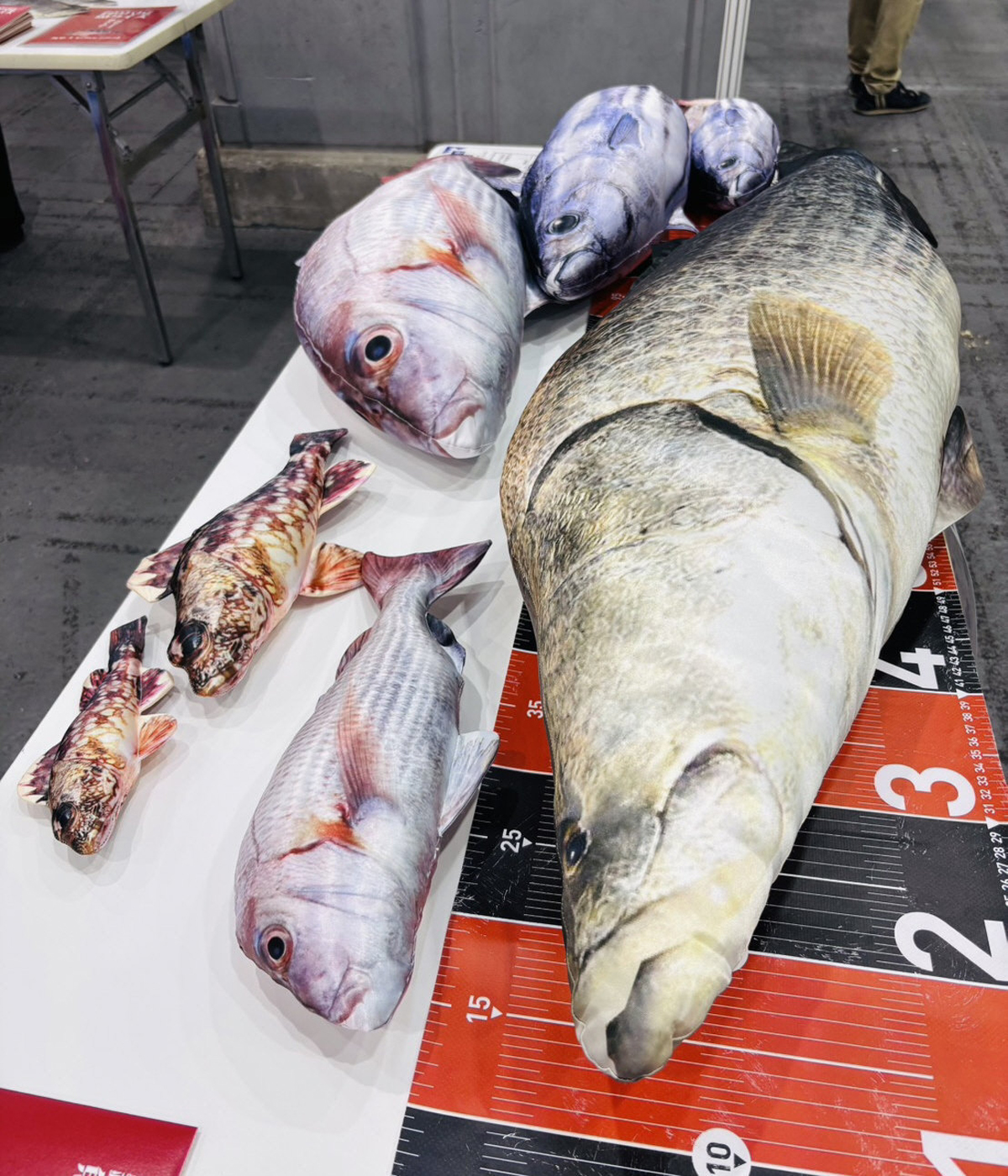 等身大アカメが大活躍！ 釣りパラ須崎直送便！―魚信 はっぴぃ魚ッチ