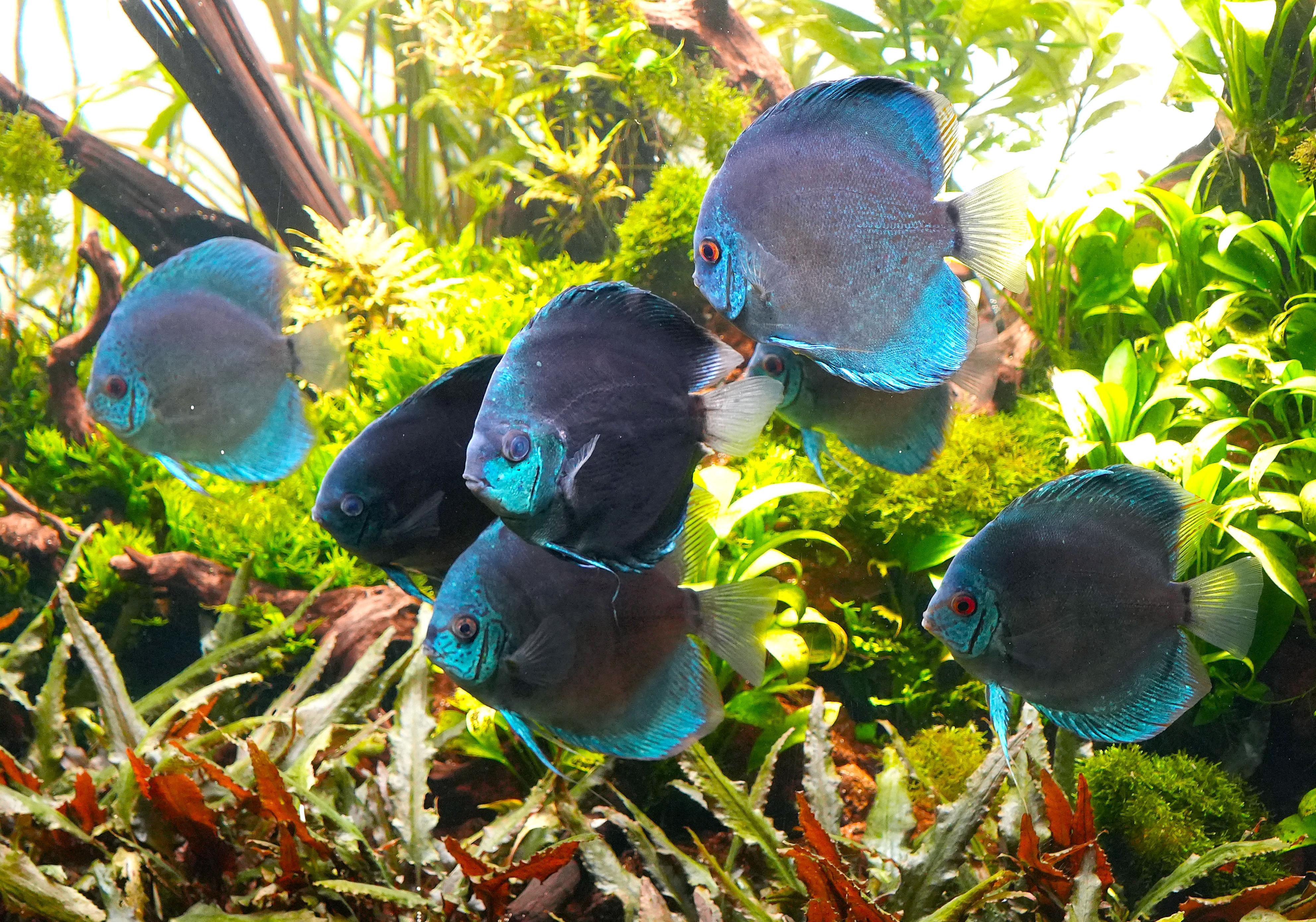 ディスカス】あざやかな色を持つ熱帯魚の王様 | 高知新聞