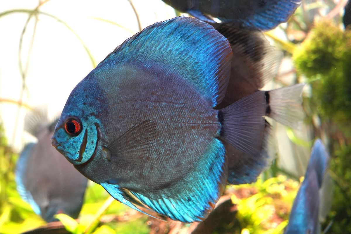 ディスカス】あざやかな色を持つ熱帯魚の王様 | 高知新聞