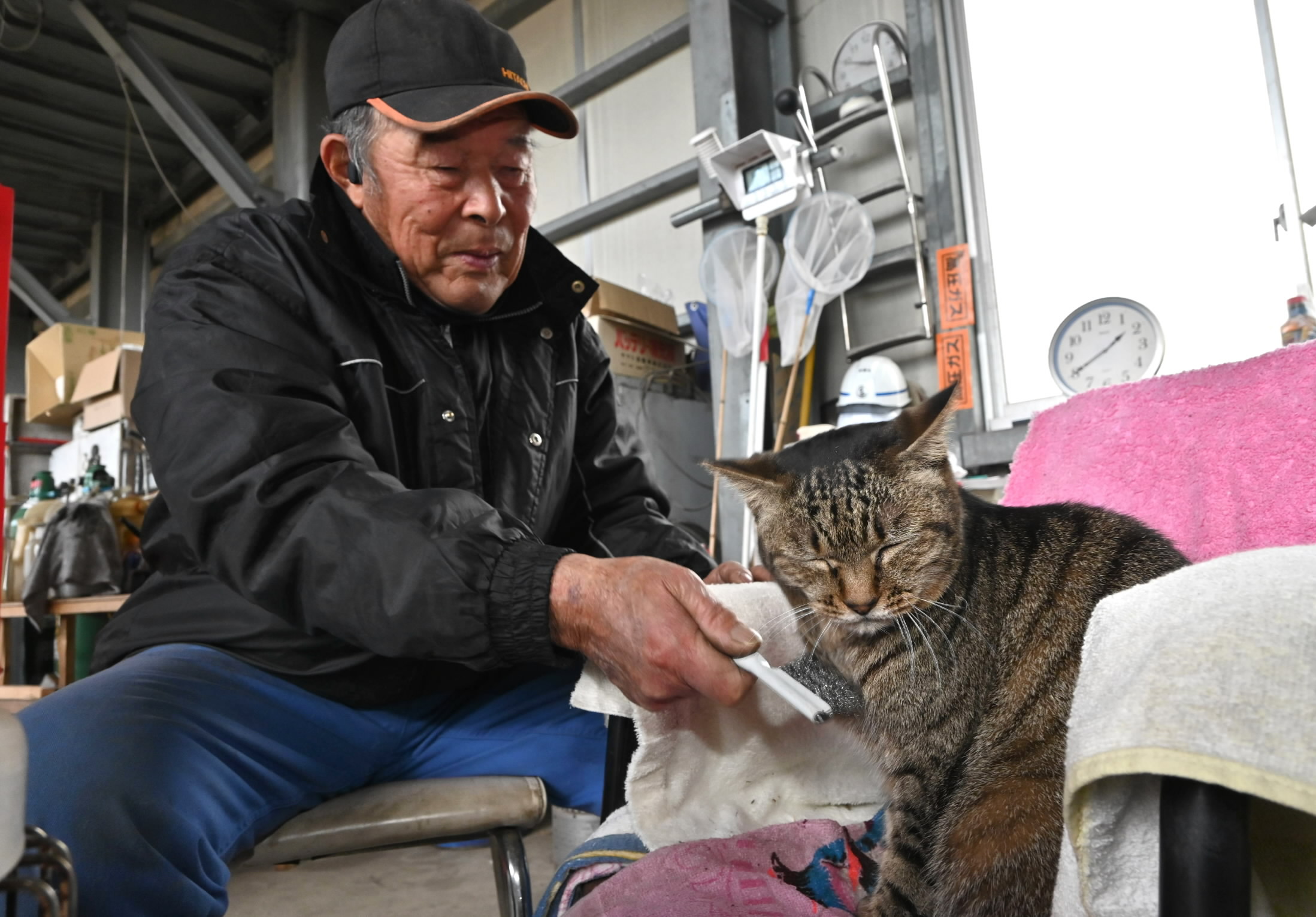 高知の会社に現れた「リアル招き猫」野良のトラ、公共工事入札で驚異の