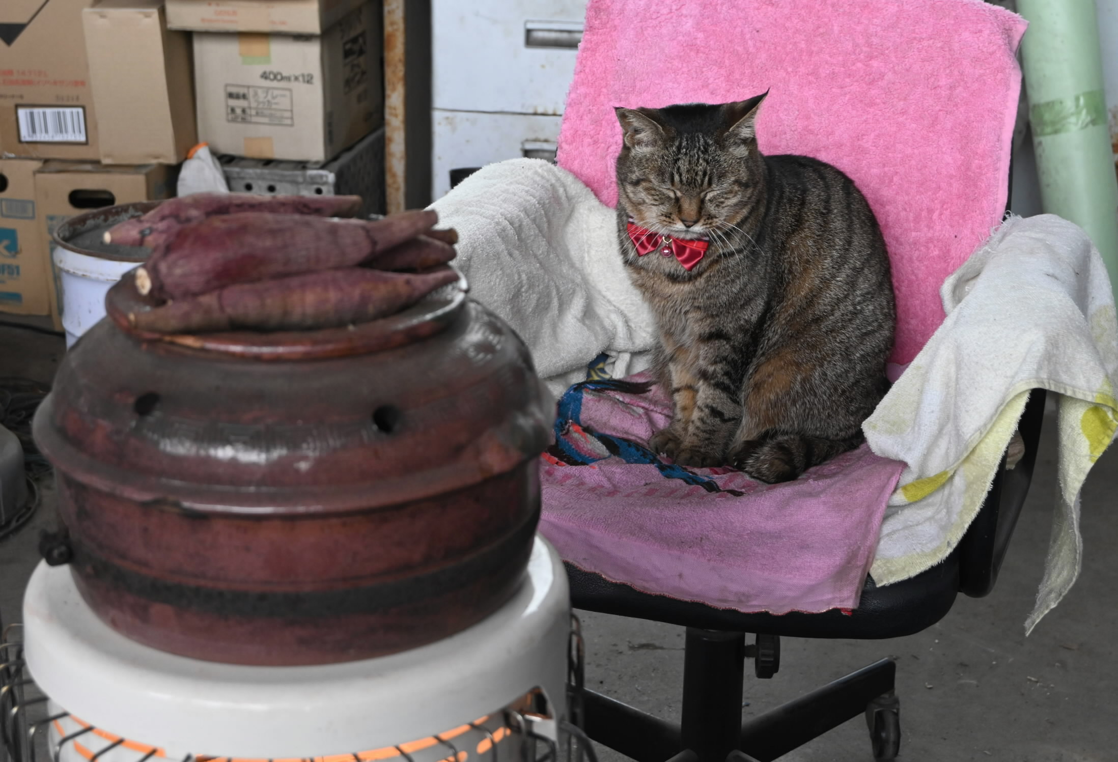 高知の会社に現れた「リアル招き猫」野良のトラ、公共工事入札で驚異の