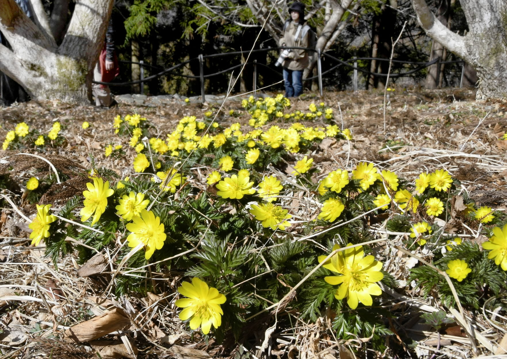 里山に愛らしく福寿草、黄色い花が「映えます」10人ほどの住民が3