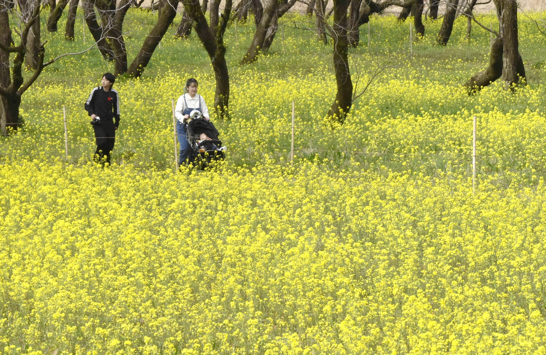 黄色いじゅうたん一面に 菜の花1000万本見頃 2/28からまつり