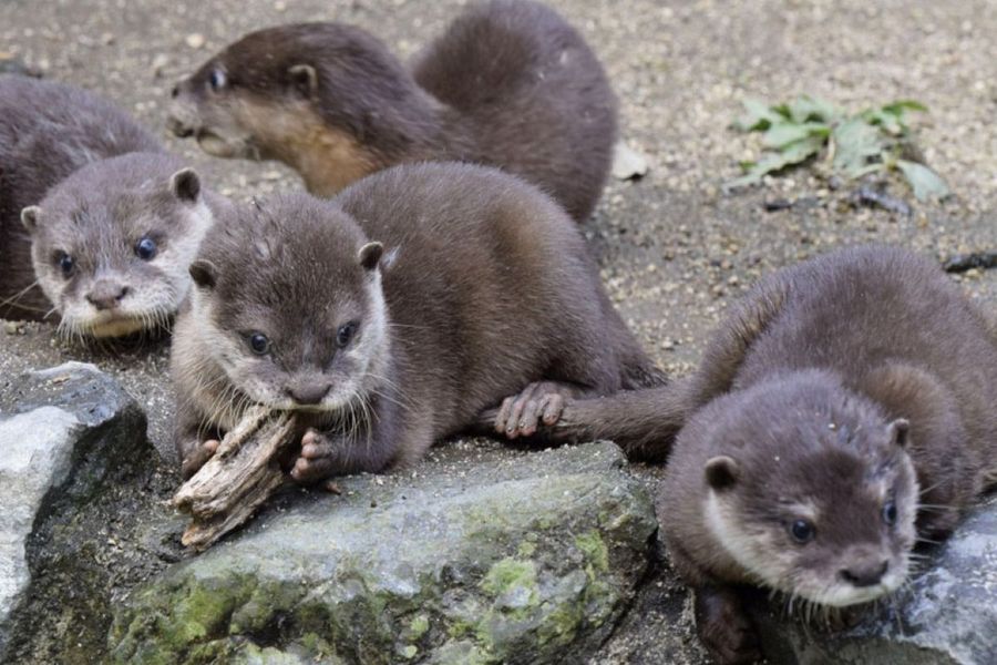 いつも一緒に動き回るコツメカワウソの赤ちゃん４匹（香南市野市町大谷の県立のいち動物公園）