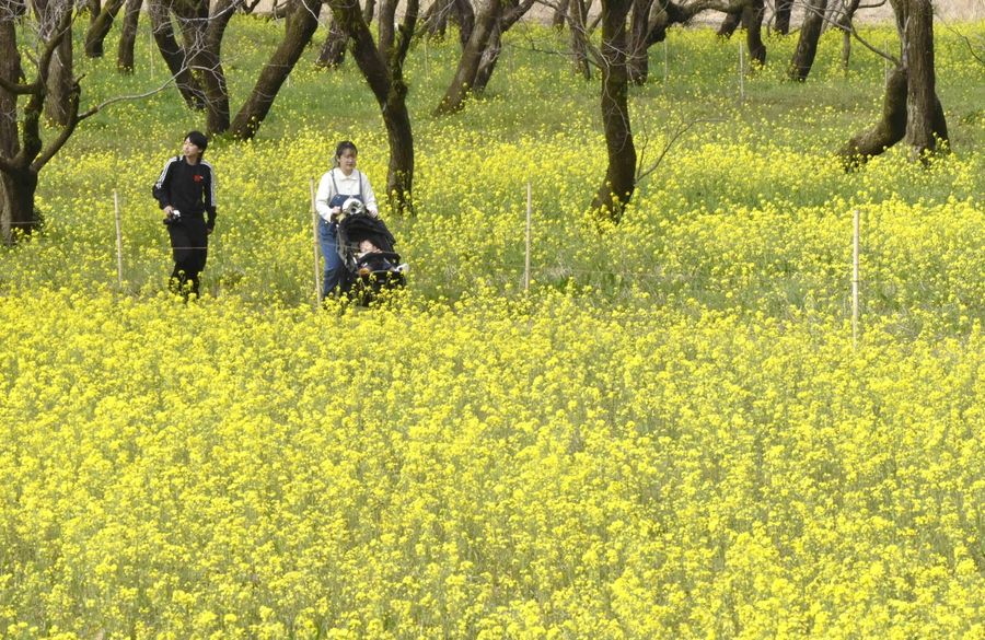 見頃を迎えた約１千万本の菜の花（四万十市入田の四万十川河川敷）