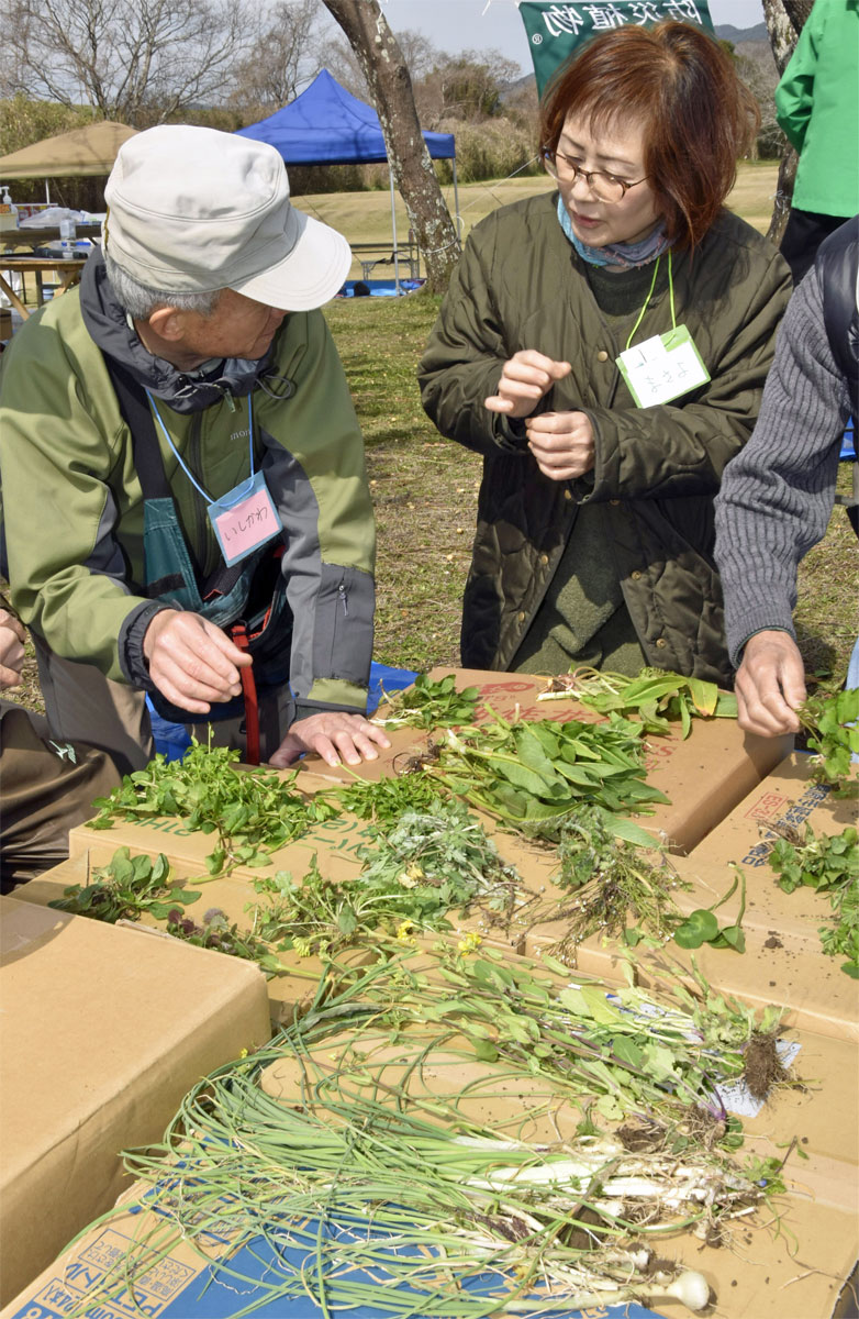 ビタミンやミネラル豊富」災害時の食材に「野草」が役立つ？ 高知県