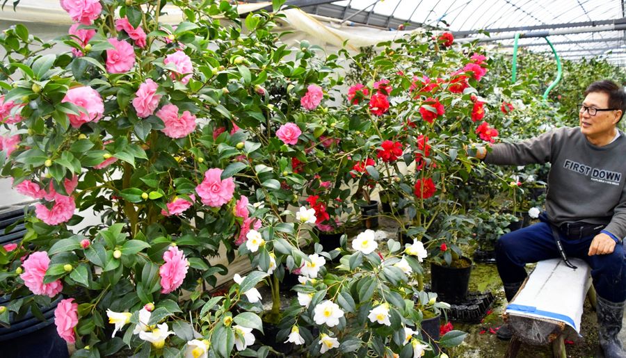 大ぶりで華やかなツバキが咲く会場（北川村の橋本椿園）