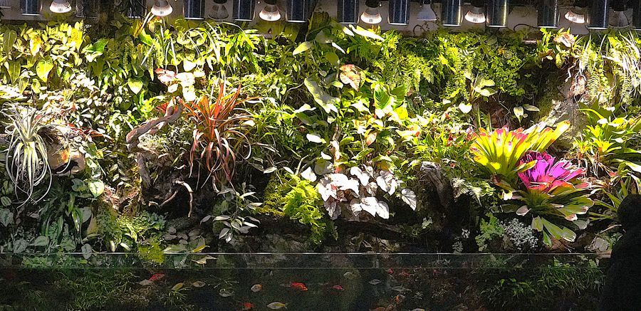 エバーグリーン水槽。下の水槽に魚が泳ぐ=神戸市の水族館、アトア