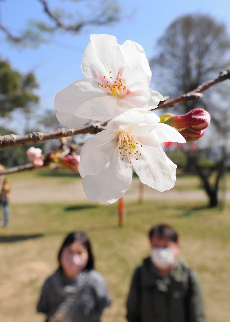 開きたての花びらが陽光に輝くソメイヨシノ（高知市の高知城）