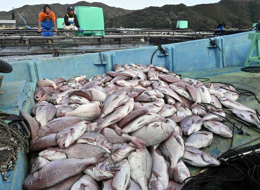 浦ノ内湾の養殖魚の被害