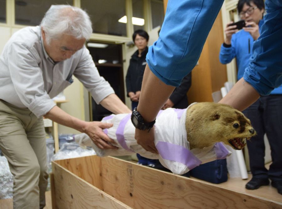 輸送されるニホンカワウソの剥製（大月町役場）
