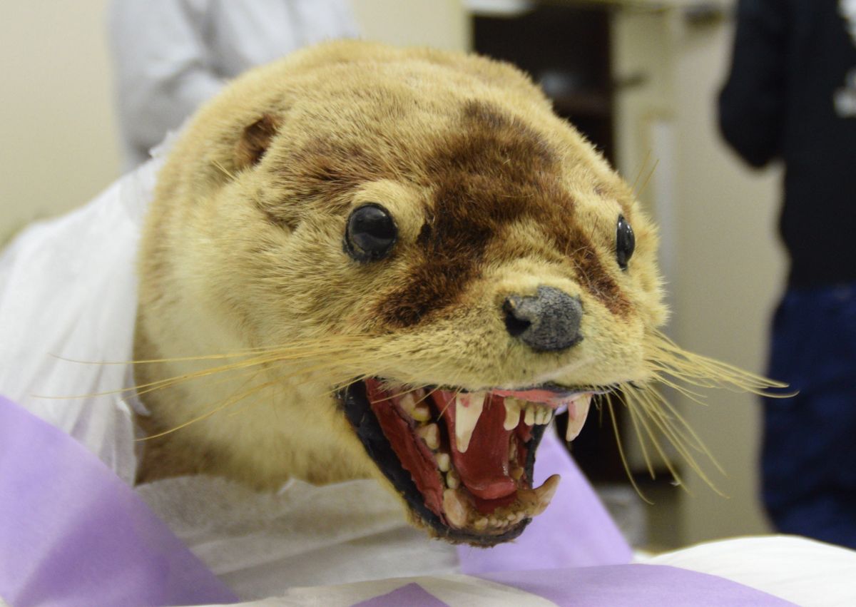 ニホンカワウソの剥製と毛皮が高知県外で初公開へ 四国水族館（香川県