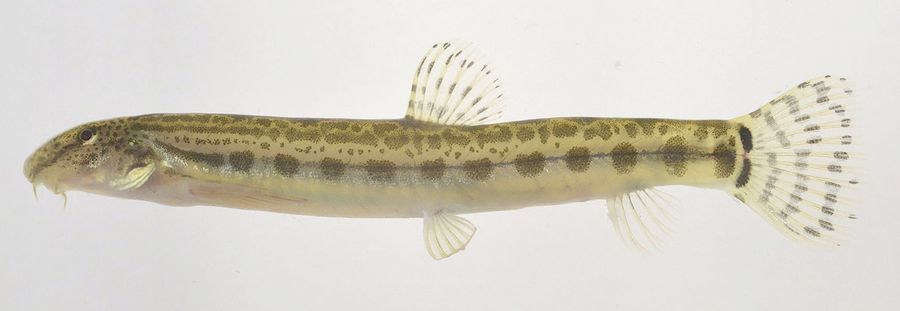 本県唯一の魚類の固有種として認められたトサシマドジョウ