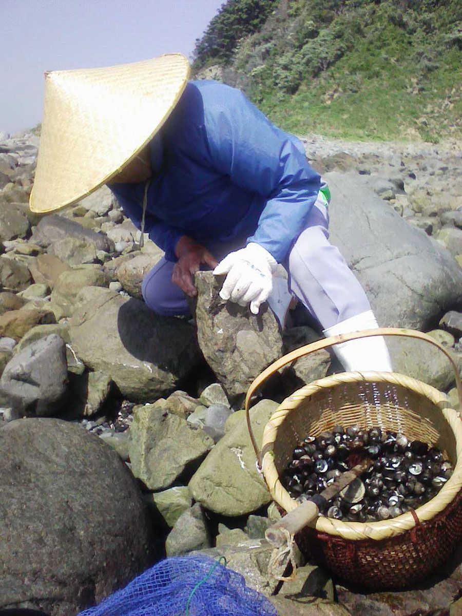 愛媛の春は貝採りが楽しみだった