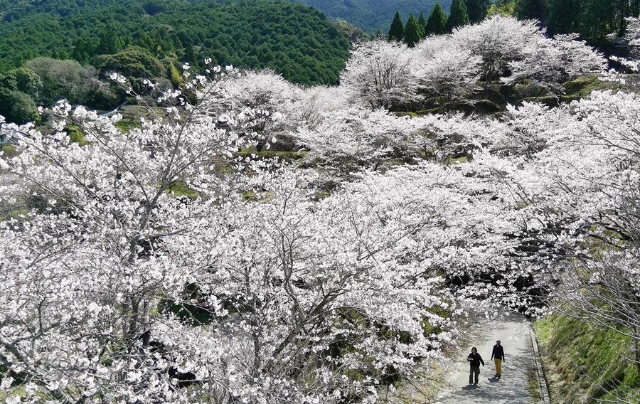 咲き誇る桜の中を散策する花見客ら(2025年4月4日、香美市の清水公園)