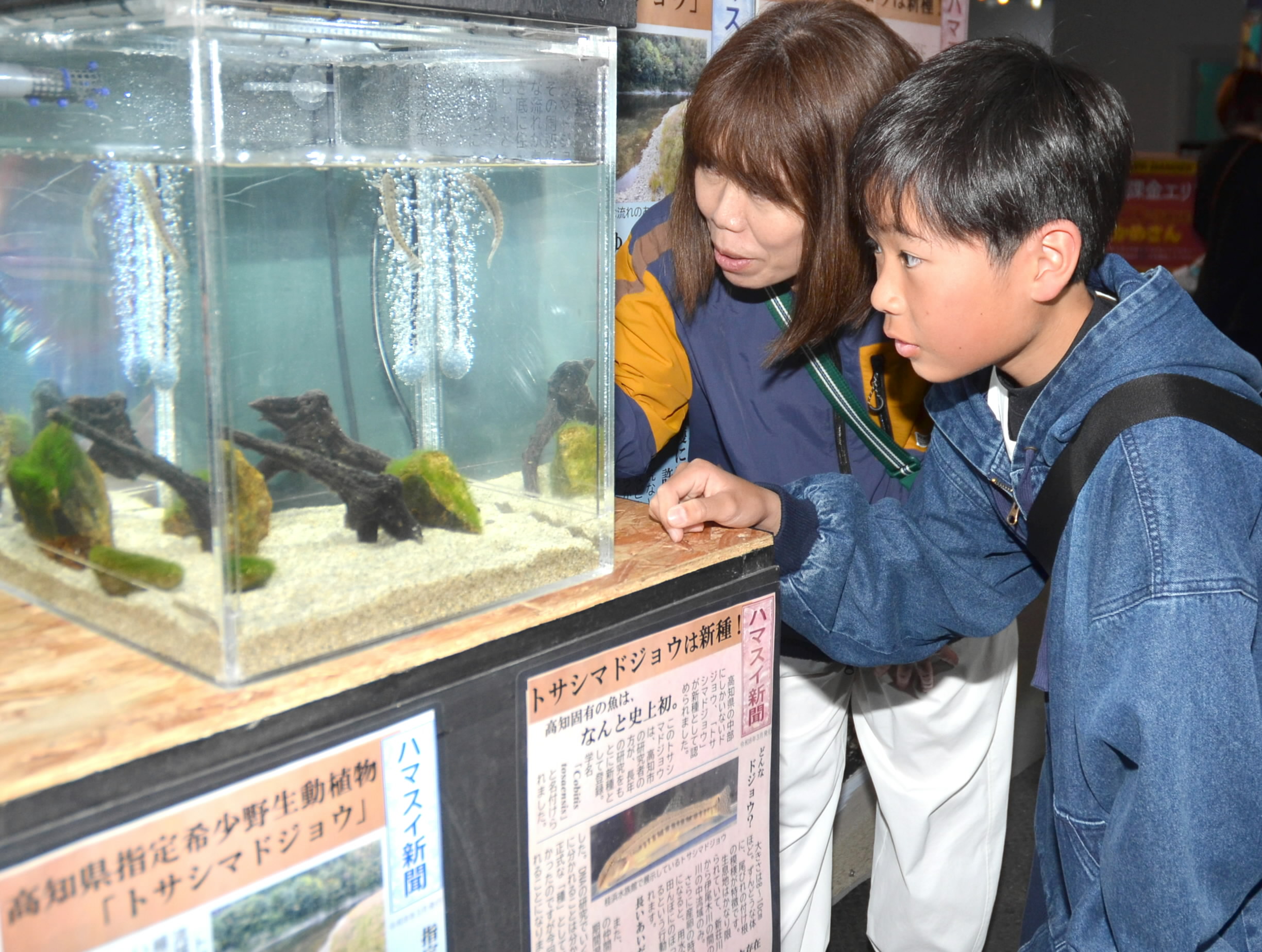 奇跡の希少魚「トサシマドジョウ」桂浜水族館で見られます 高知固有種