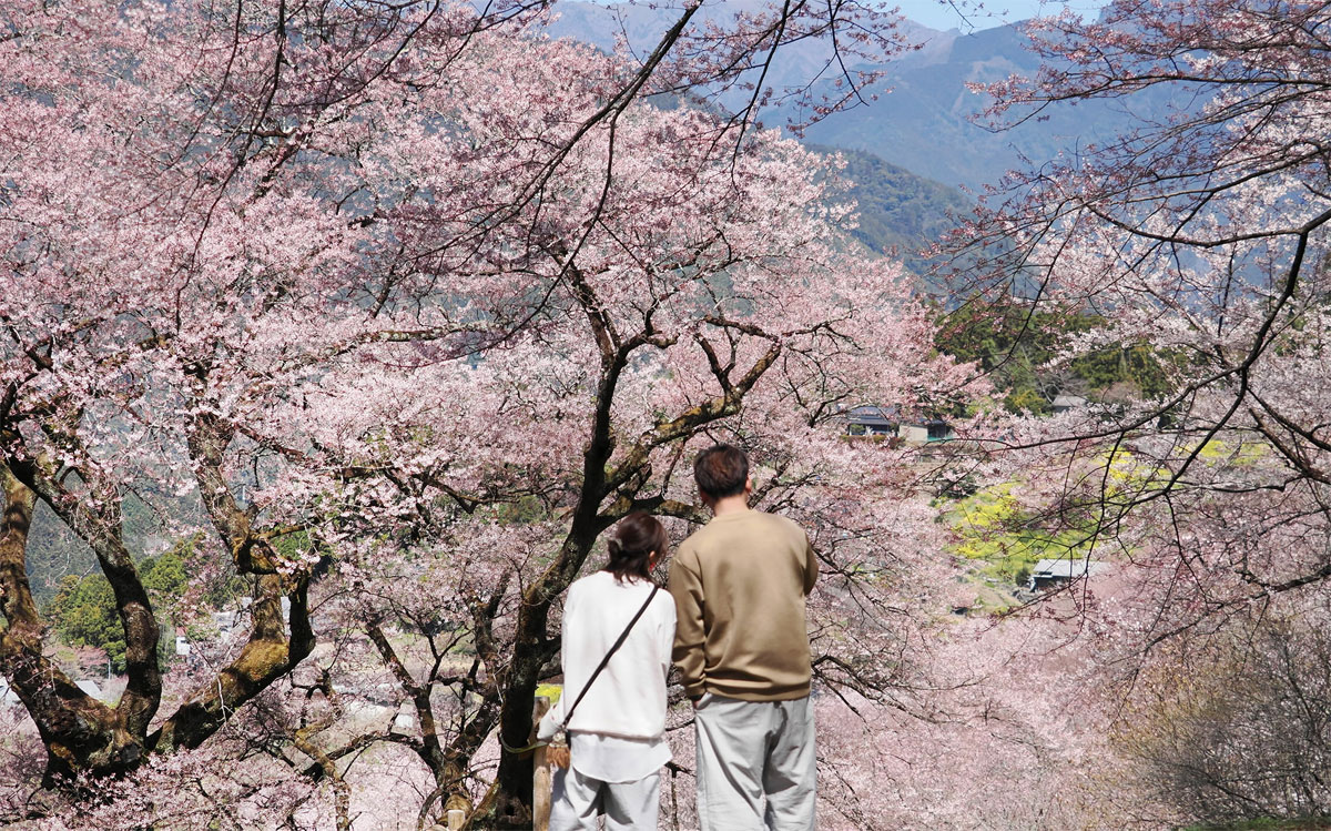 桜瑪瑙 瓢箪置物✴︎花開く幸運と優しい癒し✴︎ピンクアゲートドゥルージー✴︎台座付き 写真いっぱい】ざわめく花の海「ひょうたん桜」見頃 高知県仁淀川町