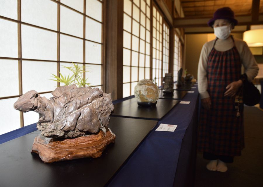 鑑賞石を集めた展示会。手前は仁淀川で発見され、「ガメラ」と名付けられた石（宿毛市中央３丁目の宿毛まちのえき林邸）