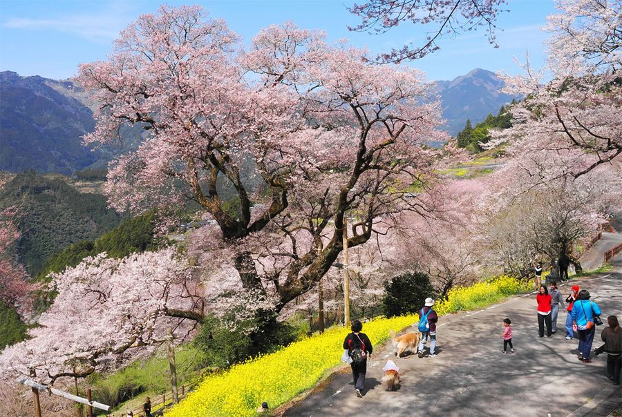 山里に春らんまんを告げるひょうたん桜（仁淀川町桜）