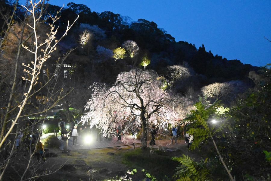ライトアップされたエドヒガンが来園者を魅了した（高知市五台山）