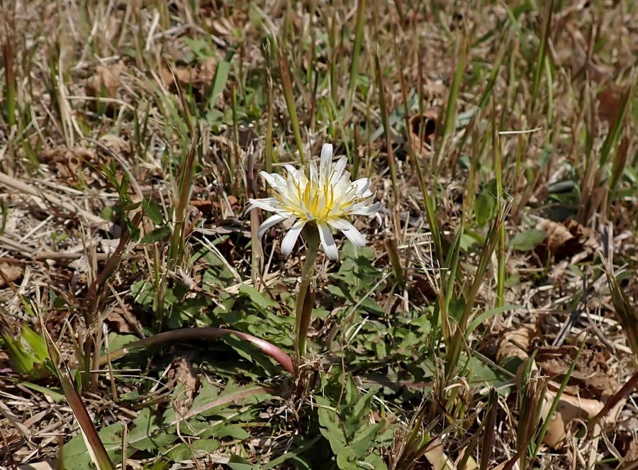 沖の島で初確認されたシロバナタンポポ（牧野植物園提供）