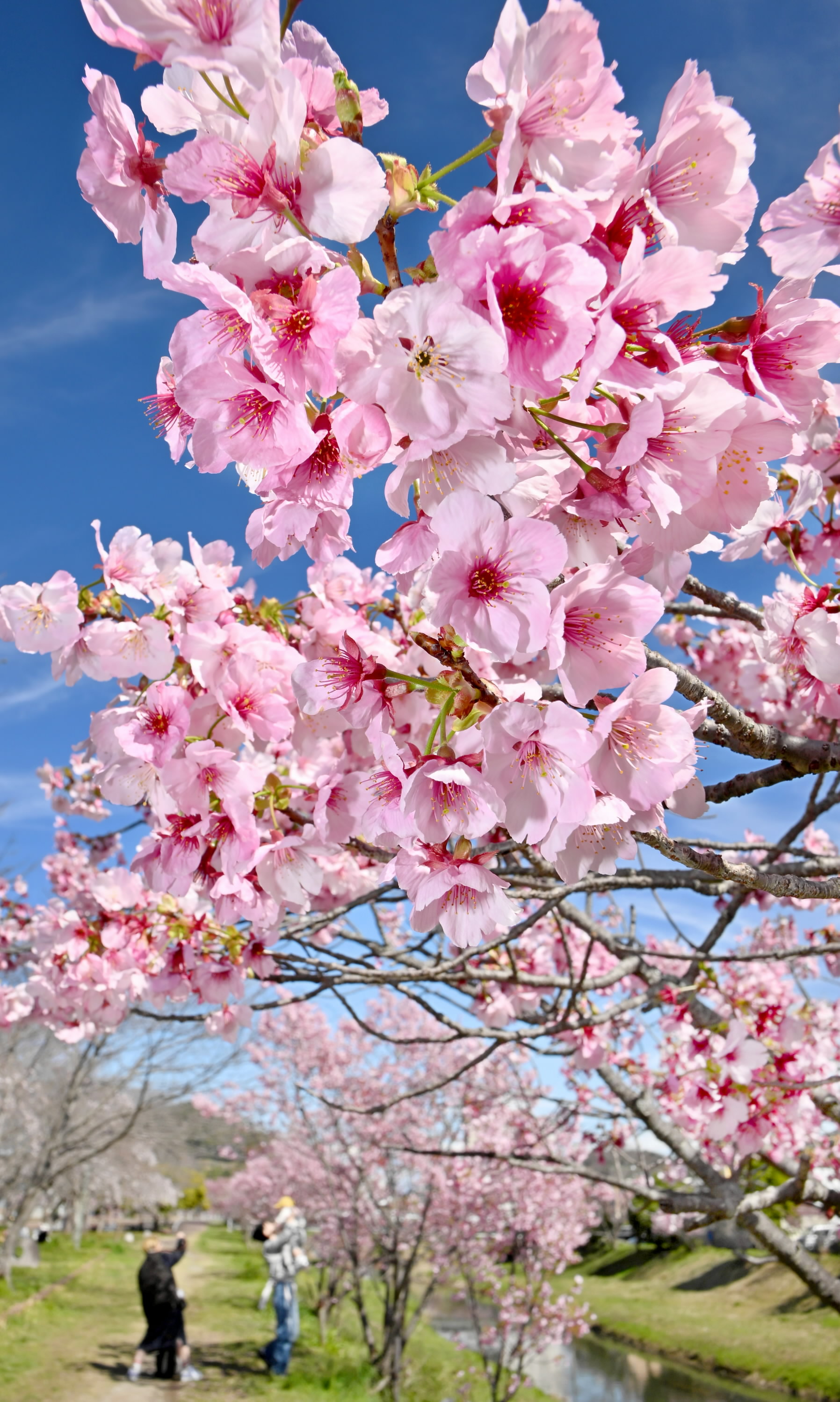 未来へつなぐ 陽光の願い―桜こいこい（2）高知県いの町・枝川公園