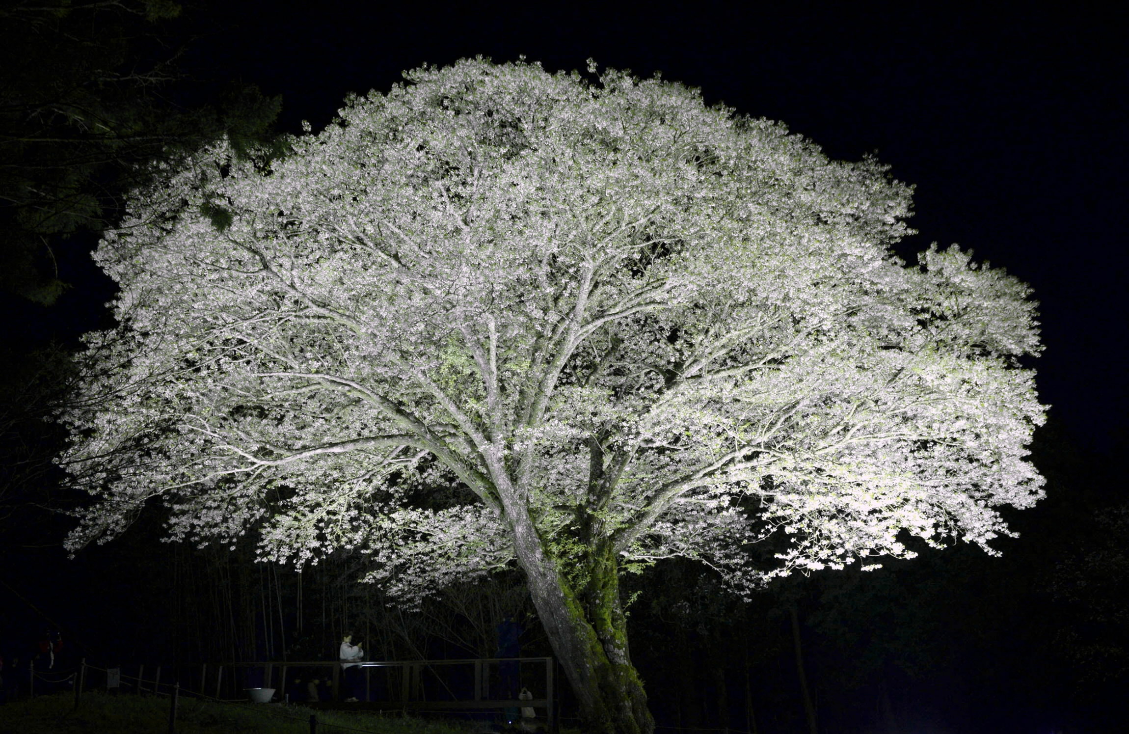 月光桜 闇夜に白く 高知県大月町 4／7までライトアップ | 高知新聞