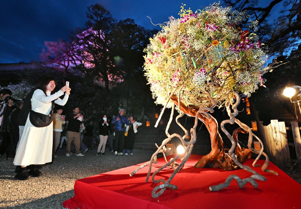 写真たくさん】夜の高知城が映える！夜桜×灯籠×生け花 光と彩る「花