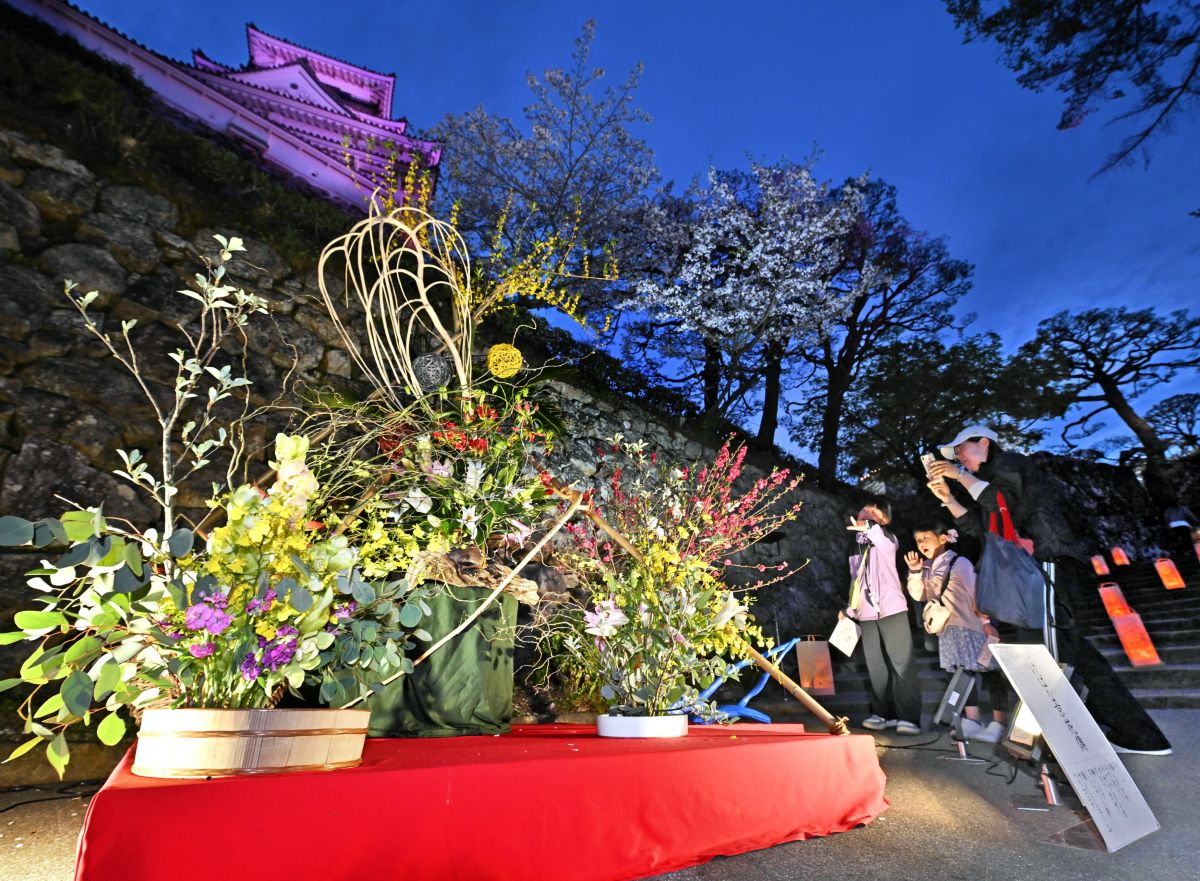 写真たくさん】夜の高知城が映える！夜桜×灯籠×生け花 光と彩る「花