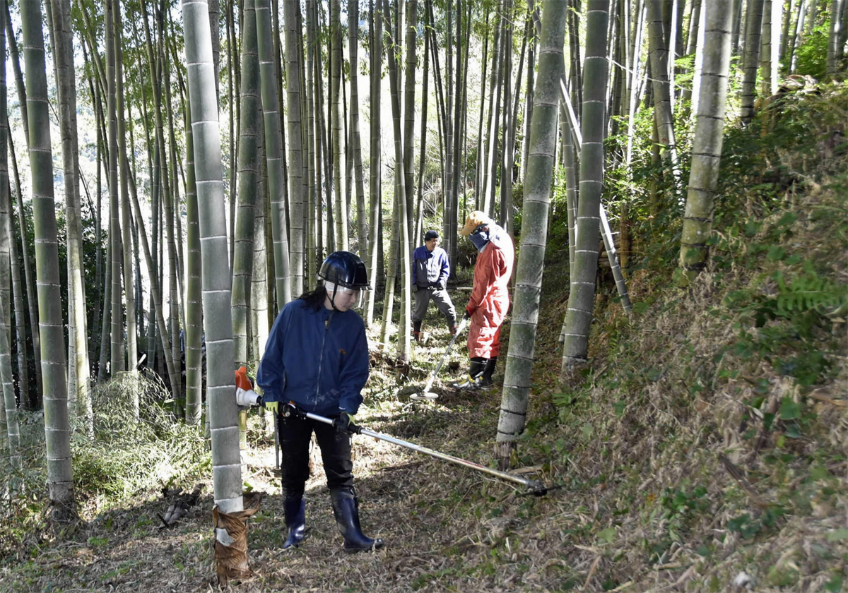 乾燥タケノコからあの人気商品が誕生！？ 放置竹林整備し〝タケノコ畑